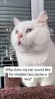 Profile Picture of   Bowie better quit smoking.... (@bowieandjimmy) on Tiktok