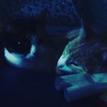 Profile Picture of William Ridgeway (@catchers_lifestyle14) on Instagram