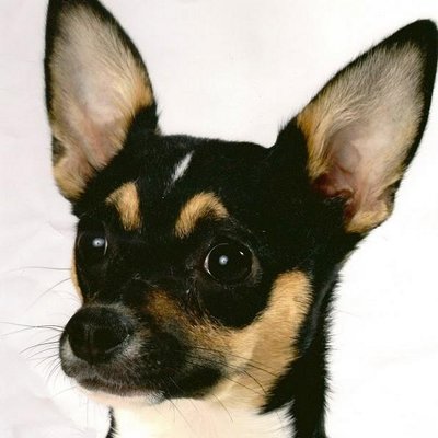 Profile Picture of Abbey The Chihuahua (@abbeykate4) on Twitter