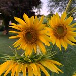 Profile Picture of LIsa Hoffmeister Segalla (@lisahoffmeistersegalla) on Instagram