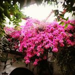 Profile Picture of Isabel Garrido (@bolzano013) on Instagram