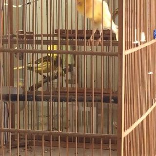 Santana Canary - Facebook Profile Picture of Santana Canary (@santana.canary) on Facebook