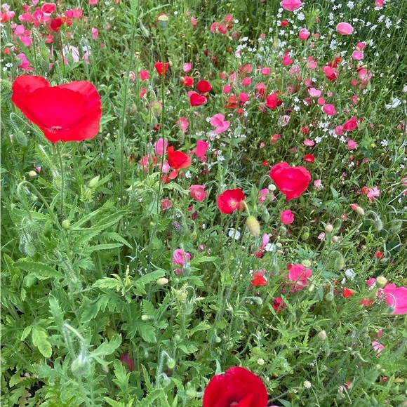 Profile Picture of Stacey Lu (@staceylu123) on Poshmark