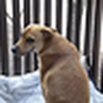 Profile Picture of Emily Tongue (@stellablue_and_cassidy) on Flickr