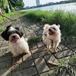 Profile Picture of Melvi & Candy (@melcan.woof) on Instagram