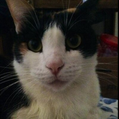 Profile Picture of Sherry Stowell (@SherryStowell) on Twitter