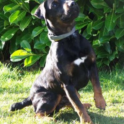 Profile Picture of Ruby Fox (@jules161171) on Twitter