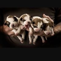 Profile Picture of Nicholas Stella (@vijayapagal) on Pinterest