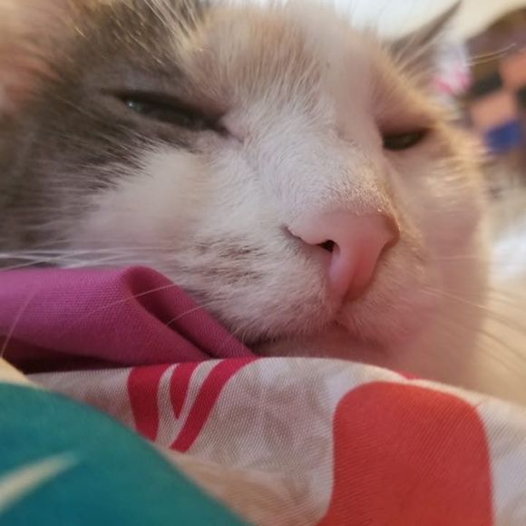 Profile Picture of Holly Hauprich (@hollyhauprich) on Poshmark