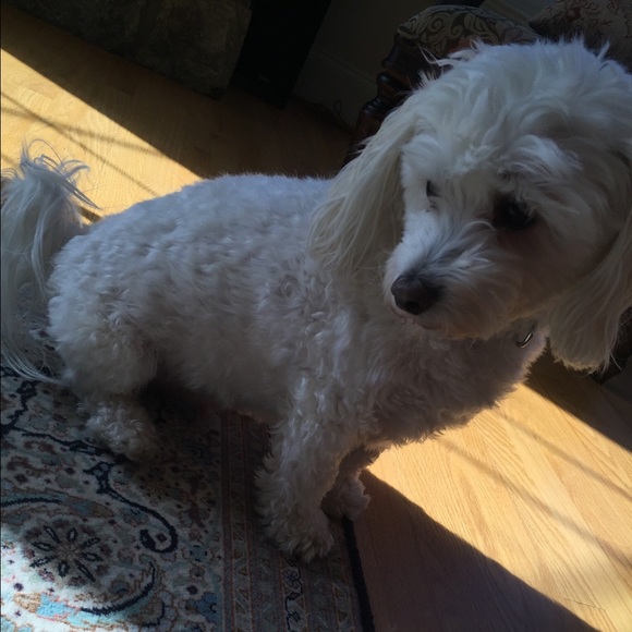 Profile Picture of Ida Arshadi (@iarshadi) on Poshmark