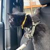 Profile Picture of Teresa Hudson (@@oregonclovercat) on Tiktok