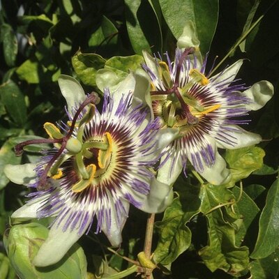 Profile Picture of Annis Janet (@annisja7369) on Twitter