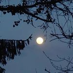 Profile Picture of Franz Elmer (@lagomole) on Instagram