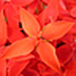 Profile Picture of Andre Toledo (@andreuiarra) on Flickr