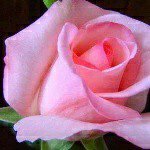 Richard Mendiola - Instagram Profile Picture of Richard Mendiola (@mendiolarichard) on Instagram