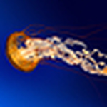 Profile Picture of David Raja (@davidrajadevil@ymail.com) on Flickr