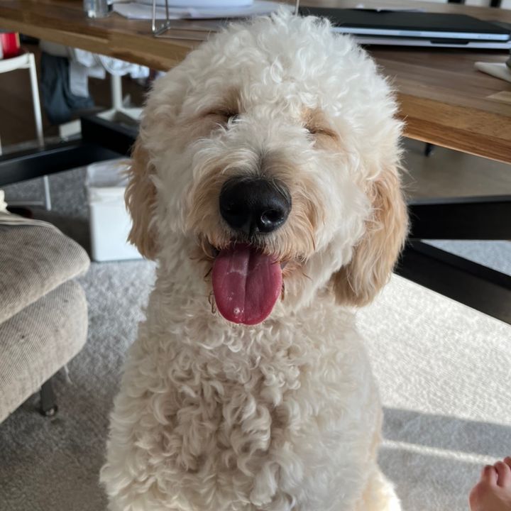 Profile Picture of CanCanInCanada (@jingweizhang213) on Tiktok