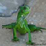 Profile Picture of Laurent Albert GERARD (@lolo57510) on Flickr