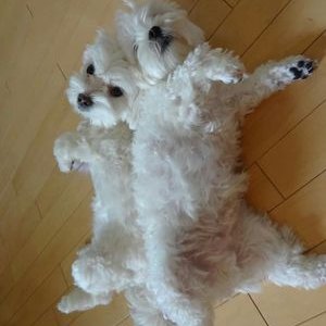 Tiffany K - Twitter Profile Picture of Tiffany K (@tiffany_kung) on Twitter