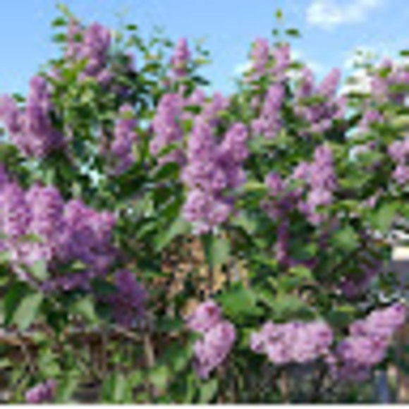 Profile Picture of Megan Newbury (@newburymegan53) on Poshmark