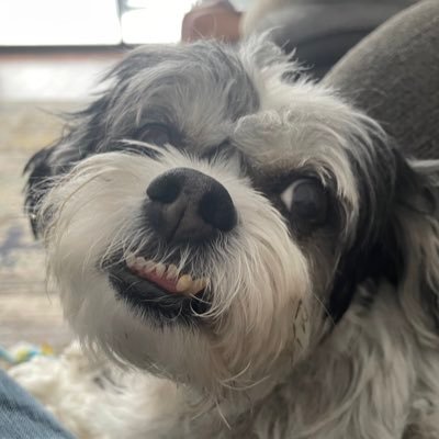 Andrew Beagle - Twitter Profile Picture of Andrew Beagle (@AndrewJBeagle) on Twitter