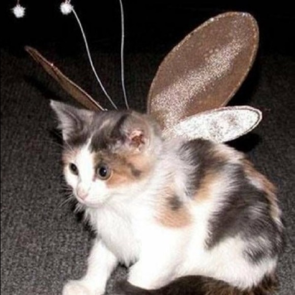 Profile Picture of Jasmine Speer (@funeralpudding) on Poshmark