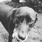 Profile Picture of Robert Knab (@robknab111) on Instagram