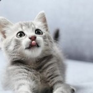 Profile Picture of Eric Pewdex (@ericgep) on Tiktok