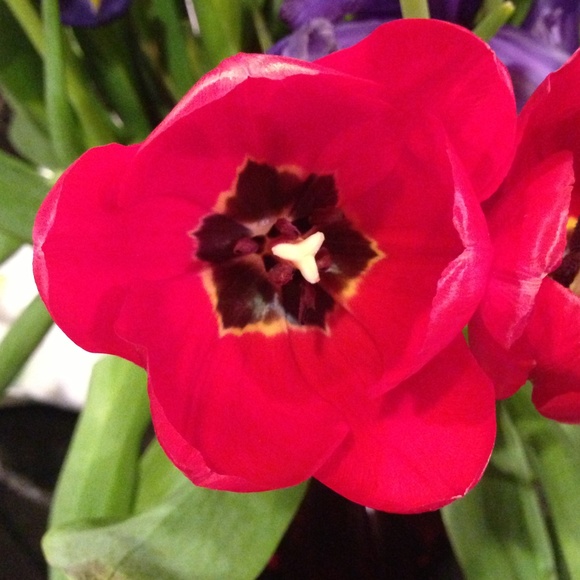 Profile Picture of Analeen Spezzano (@analeenr) on Poshmark