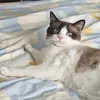 Profile Picture of Roger ceramic (@roger.ceramic) on Tiktok