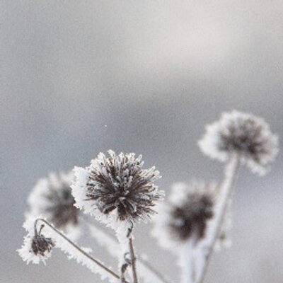 Profile Picture of Yang Pan (@ypnngaa) on Twitter