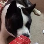 Profile Picture of Graham Ashby (@grahamashby) on Instagram