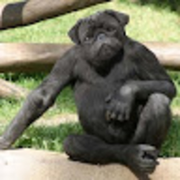 Profile Picture of Jack Fowler (@kitchentable02) on Poshmark