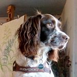 Profile Photo of Bruce Darling-Brackenridge (@bruce_the_spaniel) on Instagram