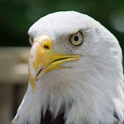 Profile Picture of Ian Kibbe (@IanAKibbe) on Youtube