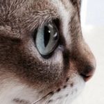 Profile Picture of Nancy Baer (@baerinthere) on Instagram