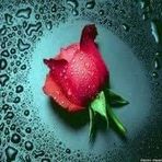 Adam Ioannou - Facebook Profile Picture of Adam Ioannou (@adam.ioannou.3) on Facebook