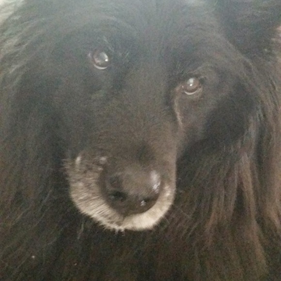 Profile Picture of Paula Kreitzer (@pjk33) on Poshmark