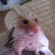 Profile Picture of Aaron Caballero (@aaroncaballero3668) on Youtube