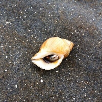 Profile Picture of Kim Zimmerman (@liveconscious13) on Twitter