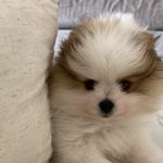 Profile Picture of Chloe Kim (@chloethebabydog) on Instagram