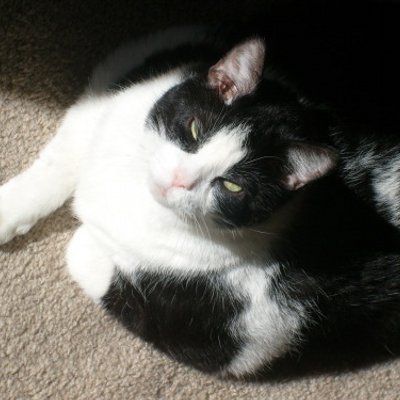 Profile Picture of Mary Herrmann (@carressedroses) on Twitter