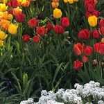 Profile Picture of Szabo Alice (@lizta_ylor0218) on Instagram