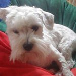 Profile Picture of alina.rumker (@rabbitlover2005) on Instagram