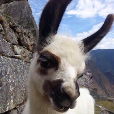 Profile Picture of Caroline The Lama (@theawsomelama) on Twitter