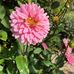 Profile Picture of Linda Mayhew (Linda Justus ) (@linda.mayhew.963) on Facebook