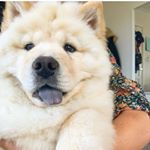 Profile Picture of Chester Geoffrey Bull (@chester.the.chow) on Instagram