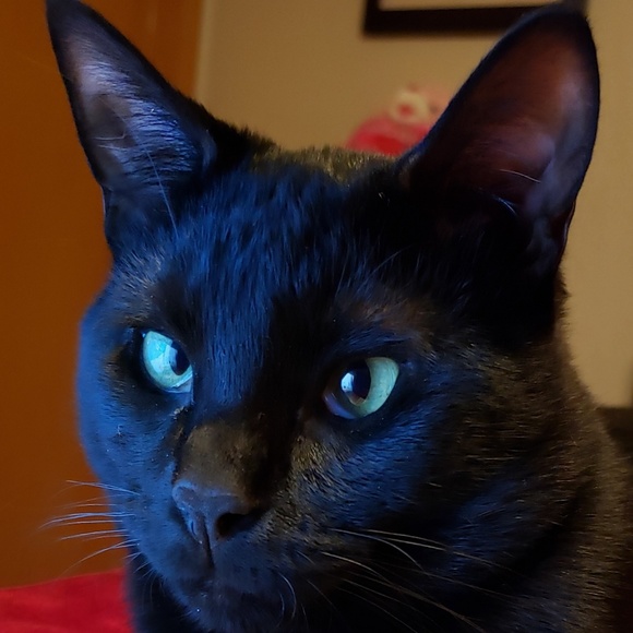 Profile Picture of Josephine Obryan (@gjosie_5244) on Poshmark