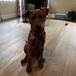 Profile Picture of Athena Rose (@pitsky_athena) on Instagram