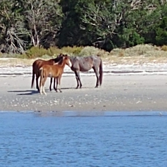 Profile Picture of Dave Smicker (@rhamnus1080) on Poshmark